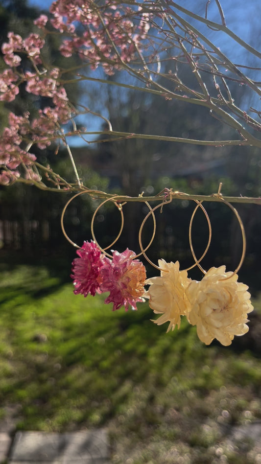 Handmade Real Dried Flower Earrings. Real pink, white, and yellow strawflowers. 18K gold plated hoops.